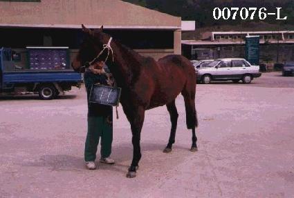 �Ŀ콺Ʈ ����