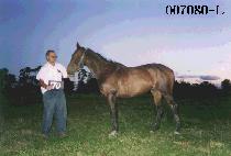 ������ (VIPER) ����