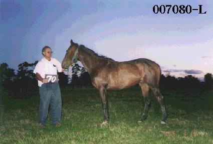 ������ ����