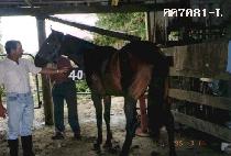 �˸� (CHOK MANG) ����