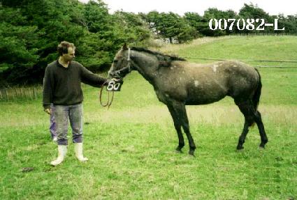 �������� ����