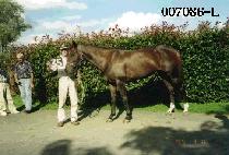 ��ۺ� (JUNGLE BOOK) ����