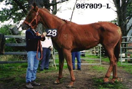 �������� ����