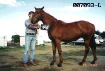 ���� (JI GEO) ����