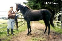 ���ڱ� (SIP JA GOON) ����