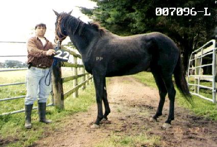 ���ڱ� ����