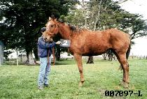 ȫ�� (HONG SOON) ����