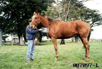 ȫ�� ����