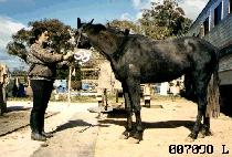 ��Ű (ROOKIE) ����