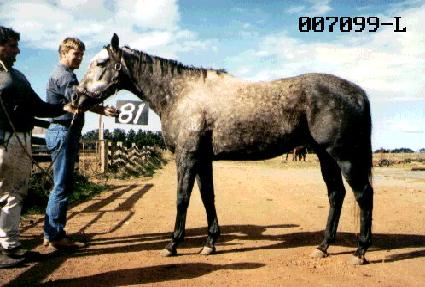 �鸶�� ����