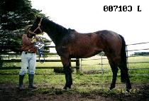 ������ (DESIGN) ����