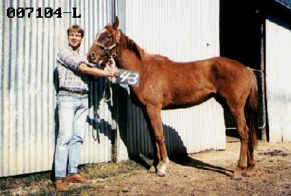 �Ƿ� ����