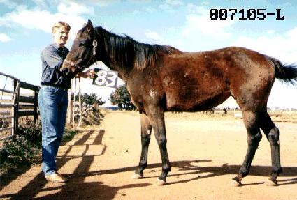 ������ ����