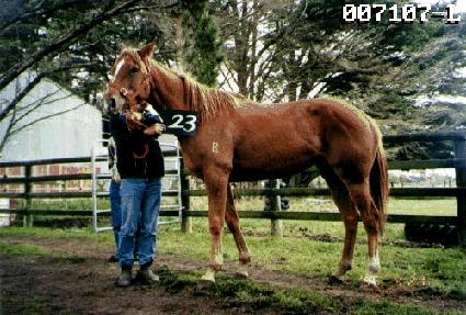 ��� ����