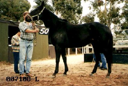 ��Ƽ ����