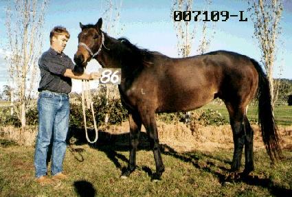 ������ ����