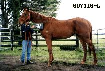 �������� (VEGA BOND) ����