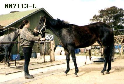 ������ ����