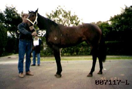 �׸����̺� ����