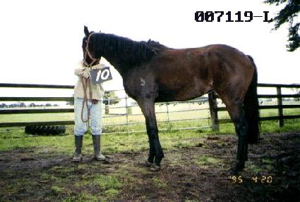 ȫ���� ����