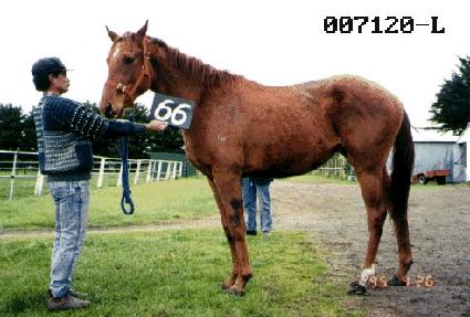 �������� ����