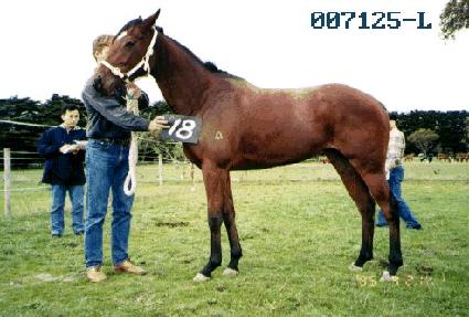 ���� ����