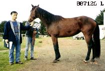 ȭ�̺꽺Ÿ (FIVE STAR) ����