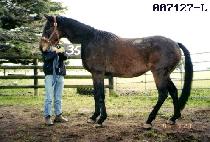 ����� (BUSBY) ����