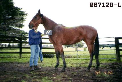 �ÿ¼� ����