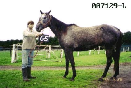 ������ ����