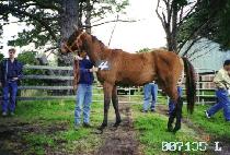 �˱� (CHOK GWANG) ����