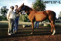 ����� (RED VIXEN) ����