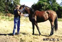 ����� (GO SAN SU) ����