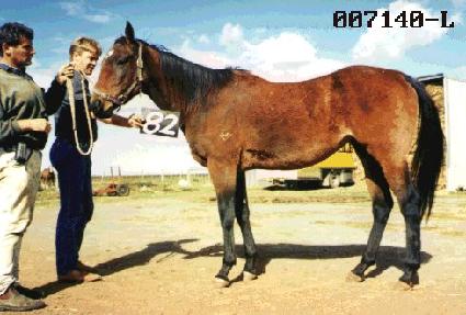 ���� ����