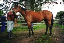 ��ī (MECCA) ����