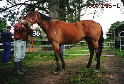 ��ī ����