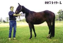 �̱۶� (IGEULLAK) ����