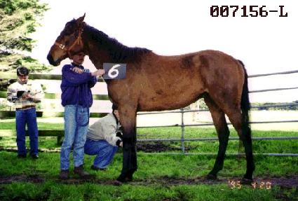 ����� ����