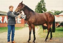 �����ī (PESIPAKA) ����