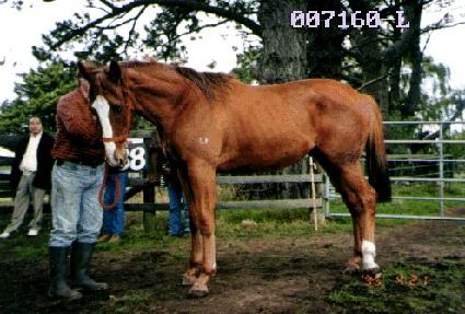 �������� ����