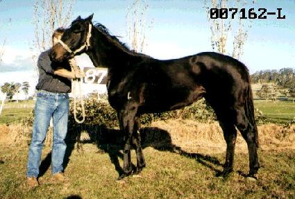 ���� ����