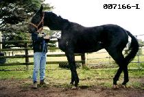 ���� (WU CHON) ����