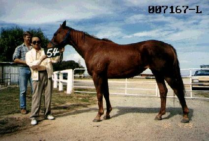 �������� ����