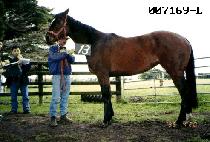 ���̹��帲 (IVOR DREAM) ����