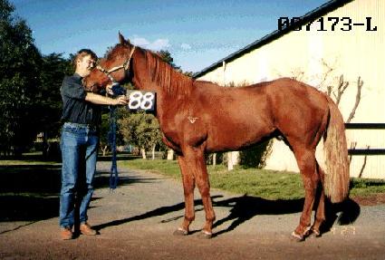 ����ȭ ����