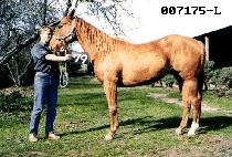 ��ȣ�� (QUEEN HOPE) ����