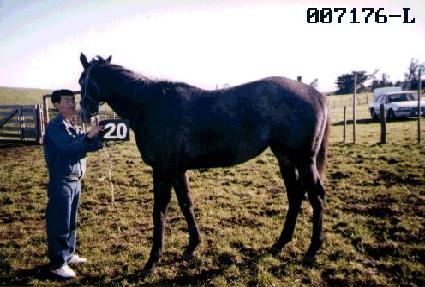 �Ŀ����ǵ� ����