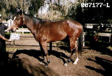 �����ڽ� ����