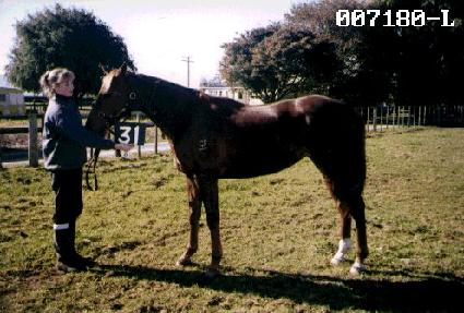 ��õ ����