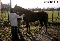 �¶��� (GOOD LINE) ����